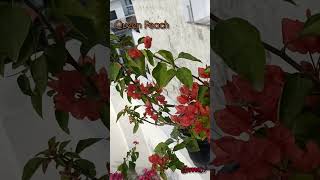 Bougainville varieties online buy: Kimpui,Queen Peach,Yellow Dilema #bougainvillea #shorts  #viral