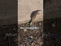 ツチノコ発見 in australia🇦🇺 australia animals lizard wildanimals youtubeshorts オーストラリア 海外生活 動物 トカゲ