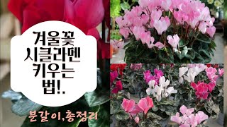 KJ가드닝#25_3.겨울 베란다에서 꽃을 키우는 법/시클라멘 키우기/분갈이/겨울의 대표적인 꽃/시클라멘