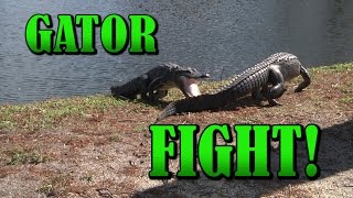 Alligators fighting | Close Up - INTENSE RAW video! | Gator Fight | Crocodile vs Crocodile