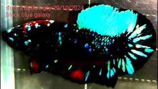 đợt cá Betta ngày 20/10/2024, black blue galaxy giá rẻ.