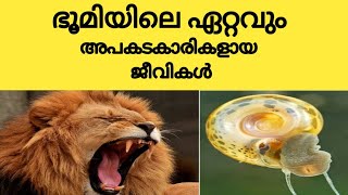 ലോകത്തെ ഏറ്റവും അപകടകാരികളായ ജീവികൾ|most dangerous animals in the world|let's talk|animalkingdom