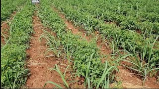 Multi Crops Farming - Companion Planting With Sugarcane: Raw Planting Of Sugarcane And Tomatoes 🍅