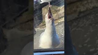 My Pet Seagull Annihilates A Salmon Fillet!