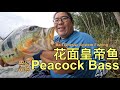 Peacock bass selangor fishing #pb #peacockbass #皇帝鱼 #孔雀鲈 #微钓 #baitfinesse #钓鱼 #bfs