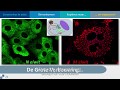 PEP-talk: Prof Eric Snijder about coronaviruses - (English subtitles)