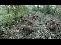 beautiful red junglefowl.देहरादून के सबसे खूबसूरत जंगली मुर्गा।। naturelover nature lover