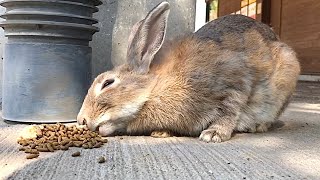 Slender and cute rabbit