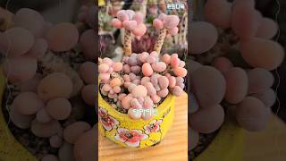 달마미인 #풍뎅이 #솜사탕 #다육이판매 #키핑전문 #자구분양 #다육톡톡 #shorts #succulents #多肉植物 #たにくしょくぶつ