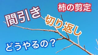 柿の木の剪定#4 間引きと切り戻し