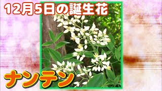 12月5日の誕生花 ナンテン どんな花？あなたに送る花言葉は?