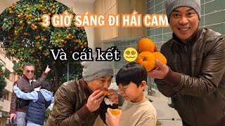 Ba giờ sáng đi hái cam và sự Tò mò muốn thử cam trồng đầy phố Valencia có vị thế nào?