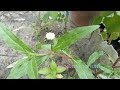 bhringraj (Eclipta prostrata /false daisy/ yerba de tago ) കയ്യൂന്നി