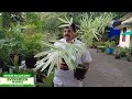 ഗോൾഡൻ ബാംബൂ പലതരം...@evergreennurseryvazhakkulam golden bamboo garden plants gardening