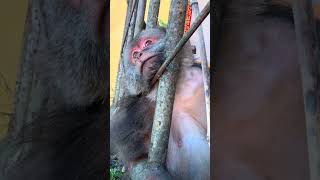 How XingXing is sleeping? [Part 4] #xingxing #monkey #monkeys #cuteanimals #cutemonkey