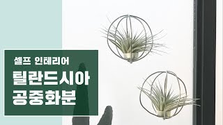 [HOW TO] 봄 맞이 셀프 인테리어 소품 만들기 | 미세먼지 잡아먹는 공기정화식물, 틸란드시아 공중화분