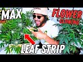 HARVEST MORE FLOWER EASY | Seed to Harvest Series (Mars Hydro)