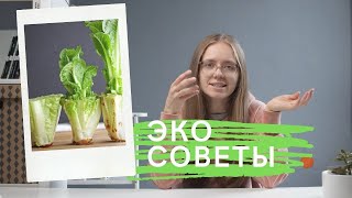 ЭКО-ПРИВЫЧКИ для не начинающих/Youtube и авокадо вредят экологии?