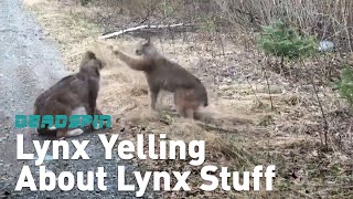 Lynx Yell at Each Other About Lynx Stuff