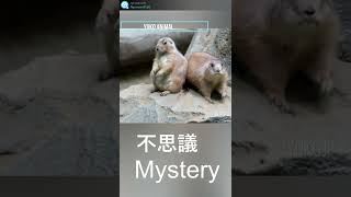 不思議可愛いプレーリードッグ　Mysteriously cute prairie dog