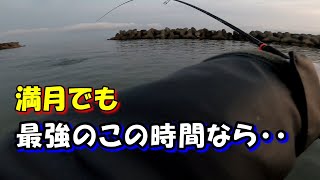 【2023年ホタルイカパターン＃08】満月のチニング！あまり魚が釣れないポイントでも、最強の時間ならワンチャンある説！富山、釣り