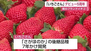 デビュー5年目！佐賀県ブランドイチゴ「いちごさん」【佐賀県】 (22/12/05 12:00)