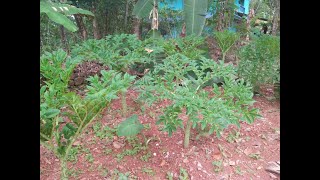 ELEPHANT YAM CULTIVATION(ചേന കൃഷി )Susy's kitchen