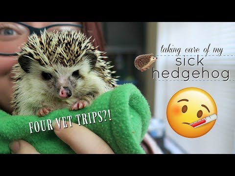 Taking Care of My Sick Hedgehog (Treatment & Diagnosis) Taking Care of My Sick Hedgehog (Treatment & Diagnosis)