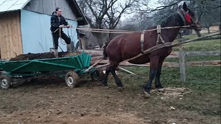 Коні в роботі🐎важка робота в селі😰як підживлюють землю💩