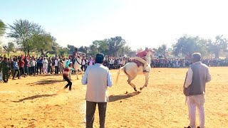 घोड़ीओ ने लगाई शानदार दौड़ ||horse race 🏁 |#viral #horse #trending #race #ghode #horserace #viral