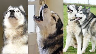 Husky Shocked To Suddenly Hear Best Friend Outside! #shorts