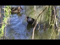 fight club moorhen vs duck round 1 winner