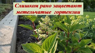 Слишком раннее цветение метельчатых гортензий