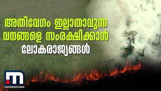 അതിവേഗം ഇല്ലാതാവുന്ന വനങ്ങളെ സംരക്ഷിക്കാന്‍ ലോകരാജ്യങ്ങള്‍ | Forest | Climate | Environment | World