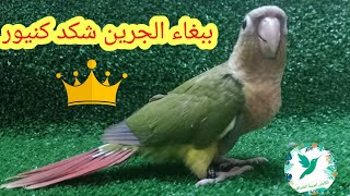 ببغاء الكونيور/ببغاء شكد كونيور/تربيته والانتاج منه