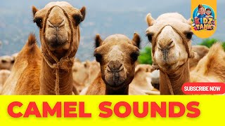 Amazing Camel Sounds: Fascinating Noises for Kids