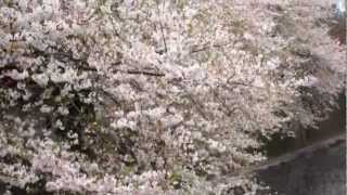 目黒川の桜 － 散 －　2013.3.29(金)