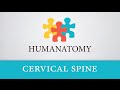 Cervical Spine