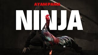 5 Fakta Menarik tentang Ayam  Pama Ninja yang Perlu Kamu Tahu!
