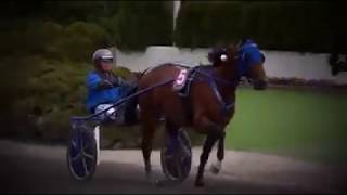 Elitloppet 2017 - Bravo TIMOKO (Equidia)