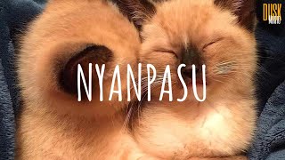 Nyanpasu (remix) - Renge Miyauchi // (Vietsub + Lyric) Tik Tok Song