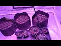 beginner growers guide episode 4. starting the vegetative cycle of your cannabis plant