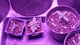 Beginner growers guide episode 4. Starting the vegetative cycle of your cannabis plant