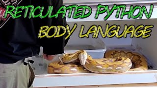 🐍 Reading Reticulated Python Body Language.
