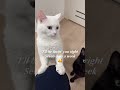 맨날 안아줘야해 shorts cat catlover 고양이 猫 funnycats