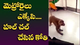 మెట్రోరైలు ఎక్కేసి.. హల్ చల్ చేసిన కోతి