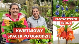 Królestwo bylin w naszym ogrodzie. Kwietniowy spacer po ogrodzie.  #szachownice #tulipany #piwonie