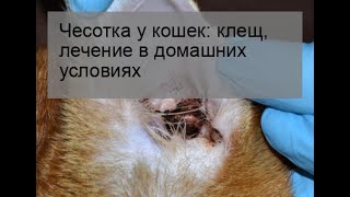 Чесотка у кошек: клещ, лечение в домашних условиях