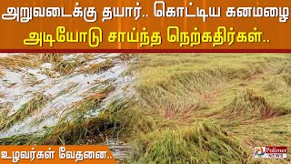 அறுவடைக்கு தயார்.. கொட்டிய கனமழை.. அடியோடு சாய்ந்த நெற்கதிர்கள்.. உழவர்கள் வேதனை..