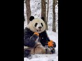 坐在雪地上吃南瓜的馨墩墩~ super cute panda xiaoxin sitting in the snow eating pumpkins2022 shorts